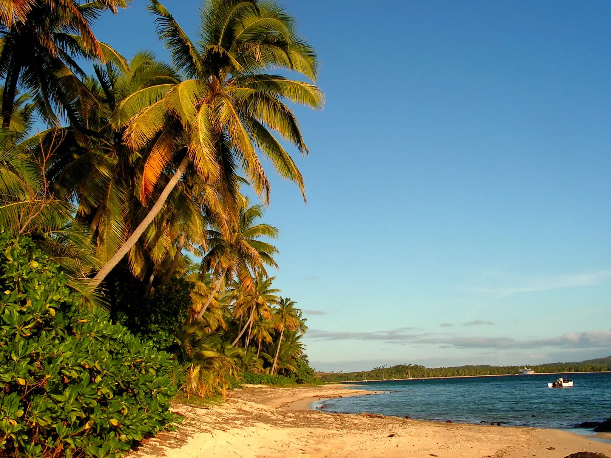 palm tree lined beach Fiji