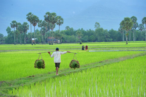 The Countryside