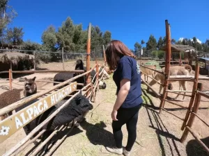 Alpaca-farm-Peru-6