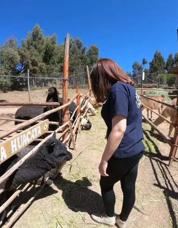 Alpaca-farm-Peru-6