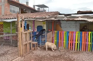 Dog-Rehabilitation-Peru-1