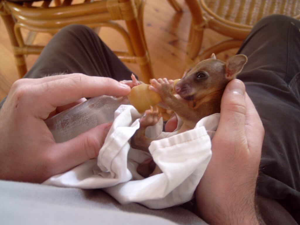 animal wildlife volunteering australia