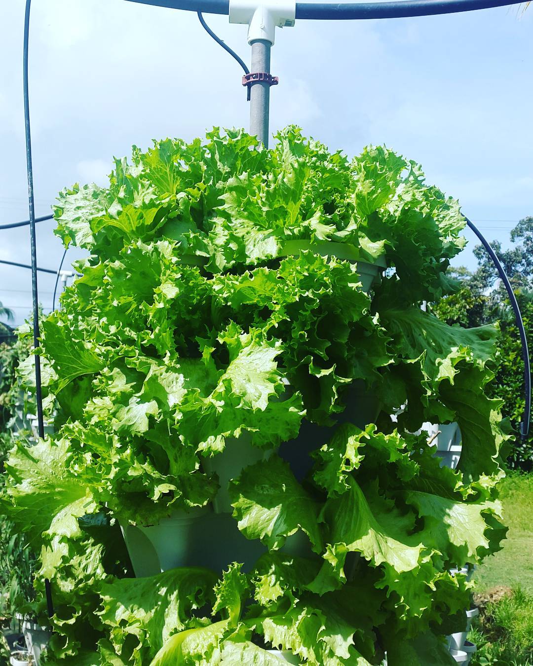 lettuce towers hydroponic fiji