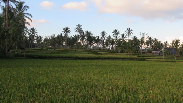 rice paddy field in ubud