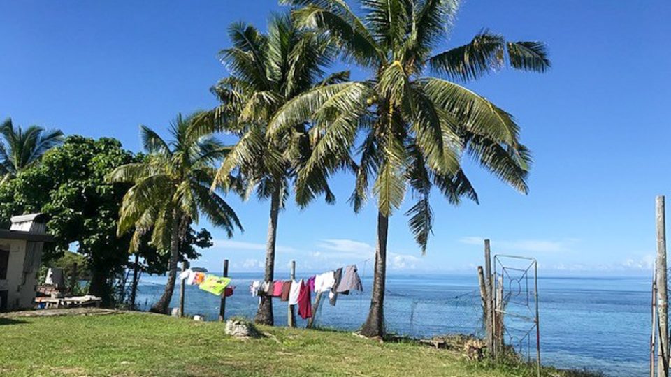 palm trees in Fiji remote island project