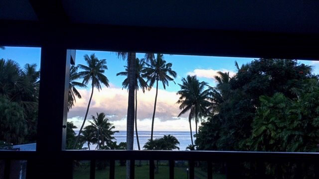 palm trees in front of sunset