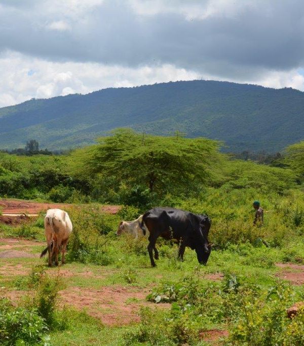 Local farm in kenya organic farming placement for volunteers