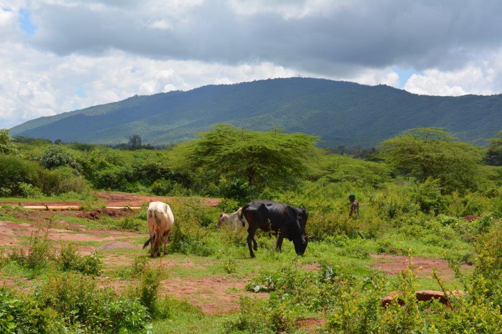 Local farm in kenya organic farming placement for volunteers