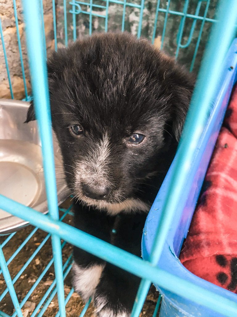 Nepal Stray Dog Rehabilitation