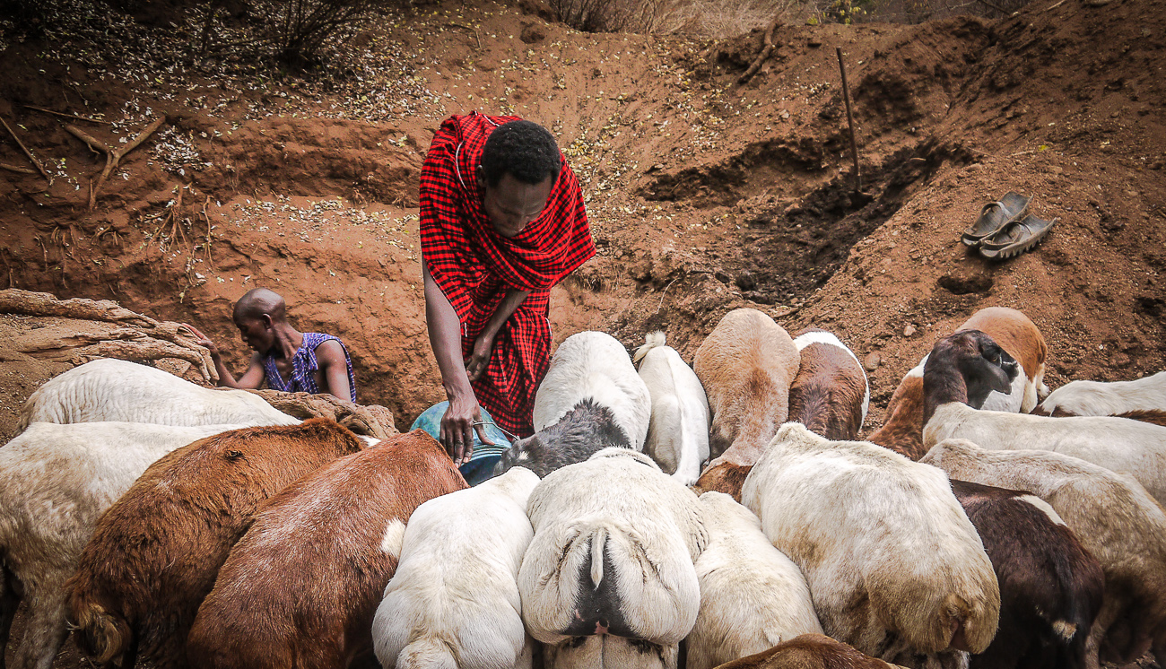 Maasai man attending to his herd