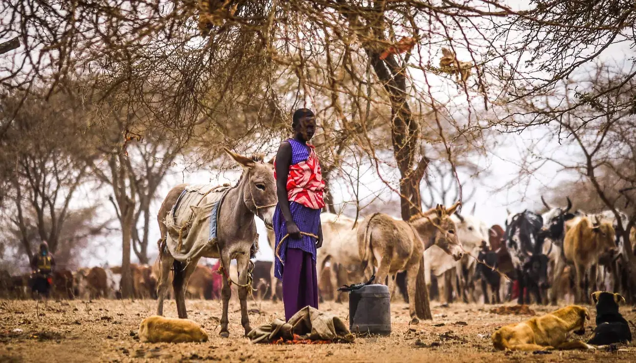 Maasai woman with donkey