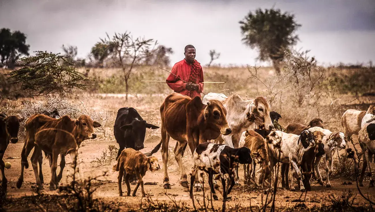 cattle in Tanzania