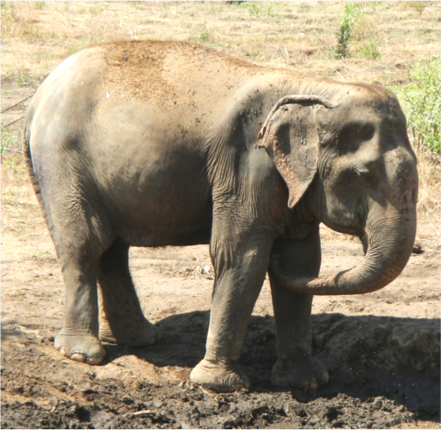 conservation in Thailand