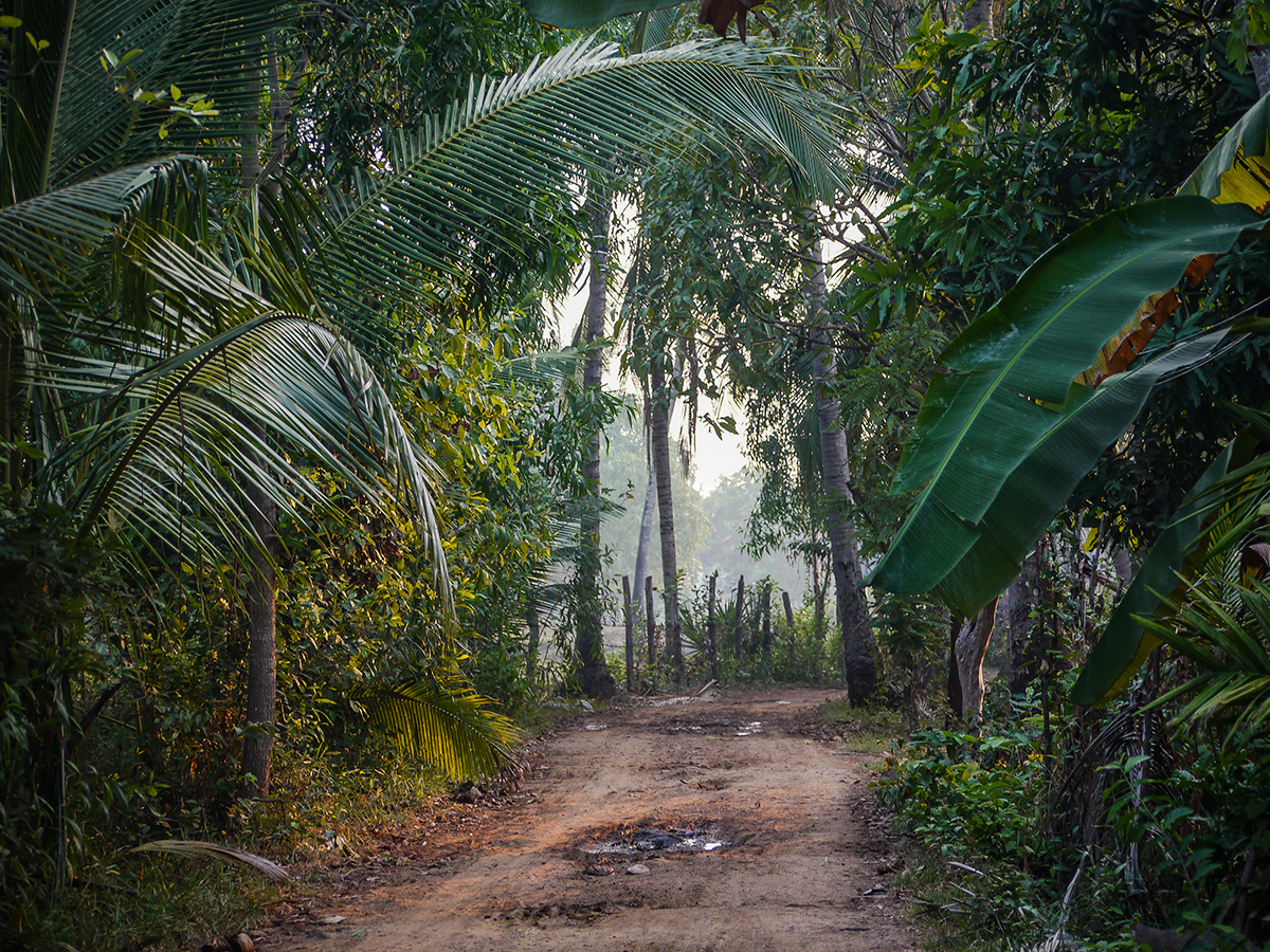 dusty path through the rainforest