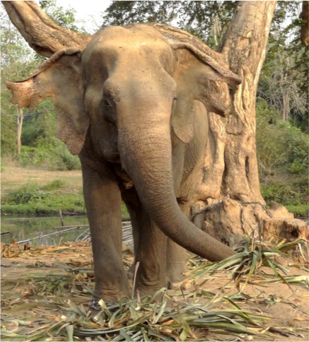 elephant eating leaves