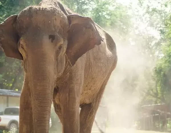 elephant-in-Thailand