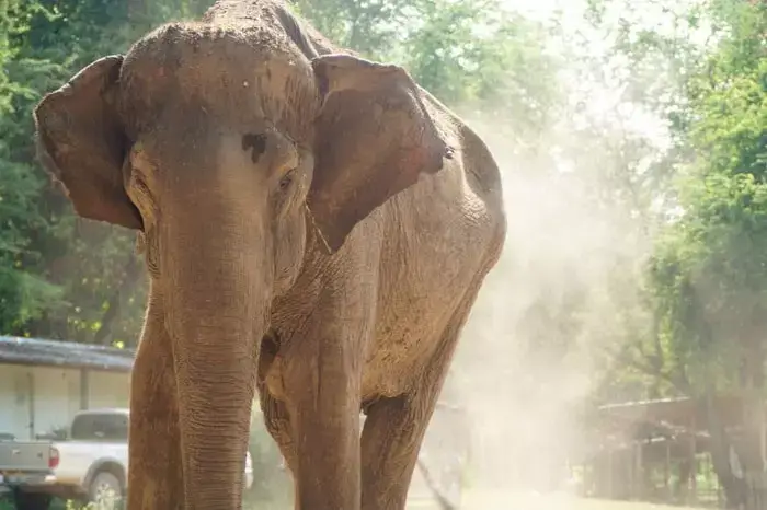 elephant in Thailand