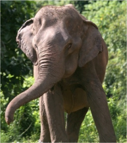 elephant on conservation project