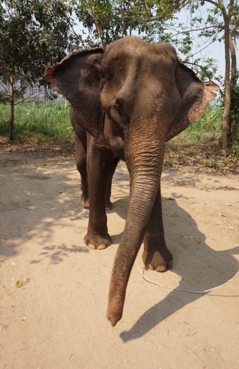 elephant portrait in Thailand