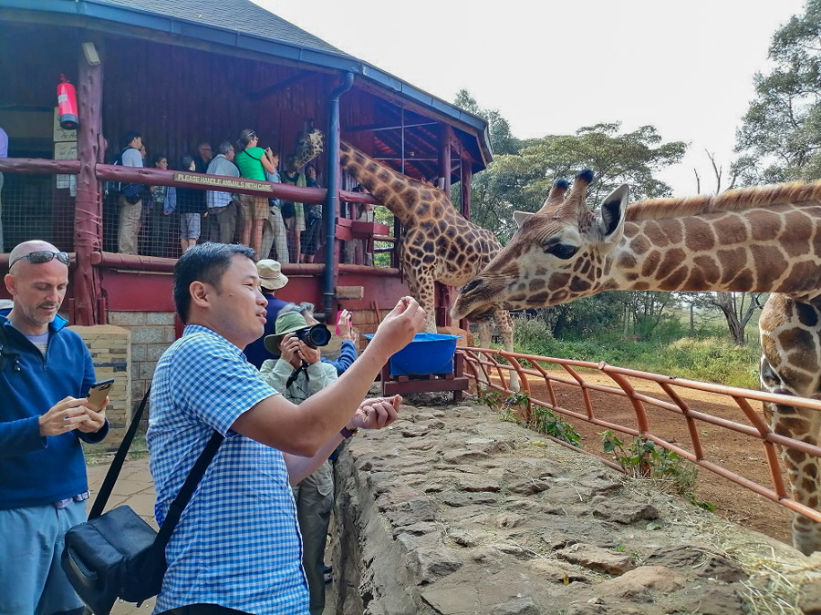 feeding giarffe in Kenya-2