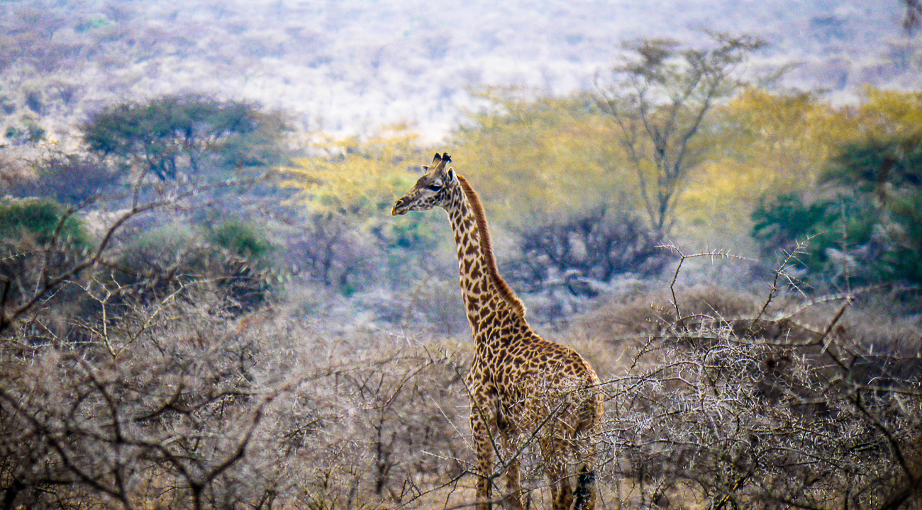 giraffe in wildlife park