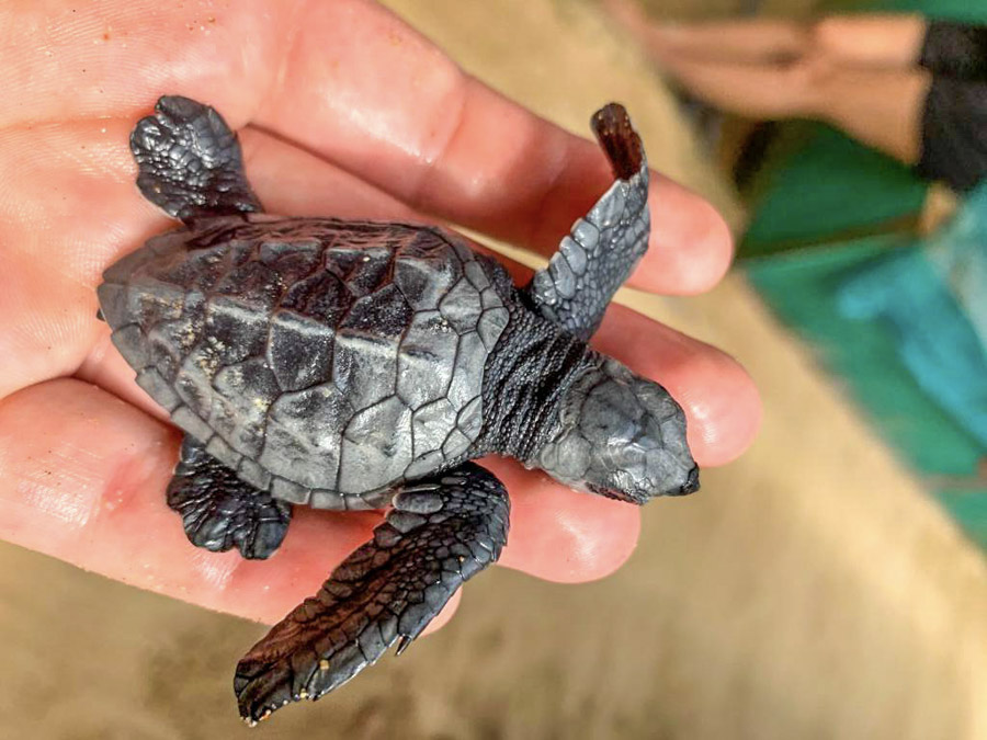 holding Baby Turtle