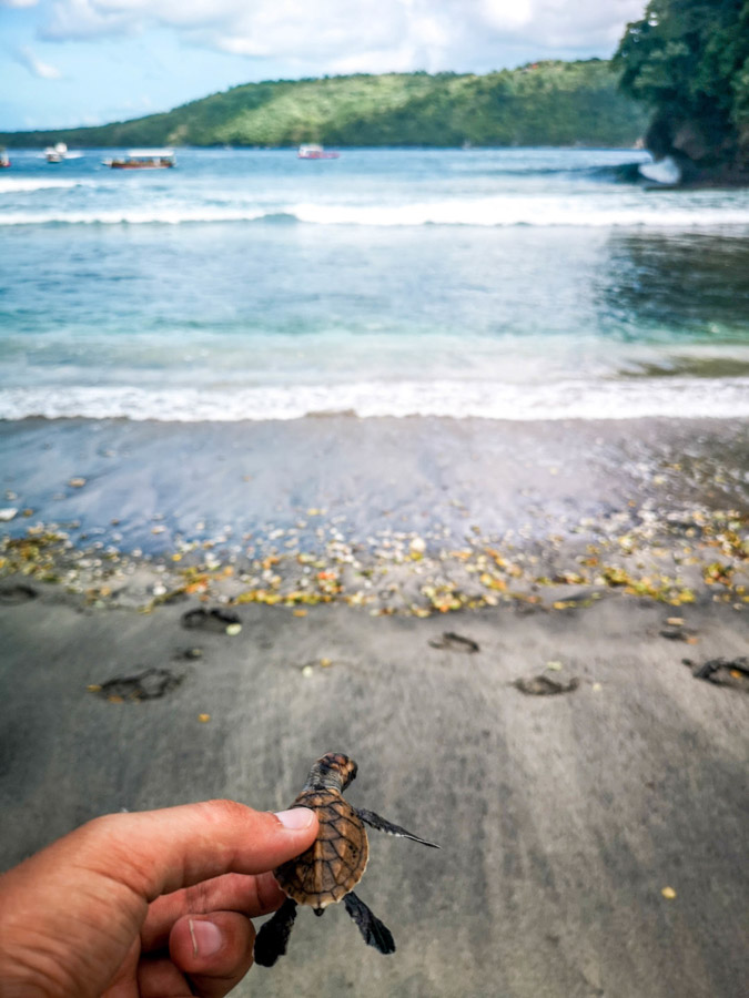 holding turtle hatchling-