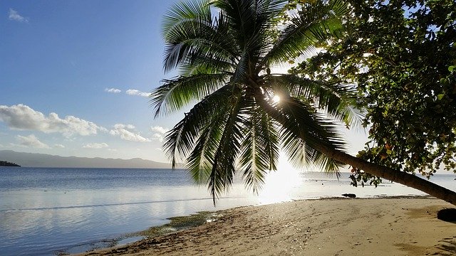 palm tree on fiji beach