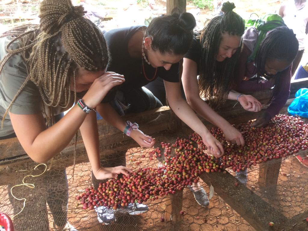 picking fruit on farming project