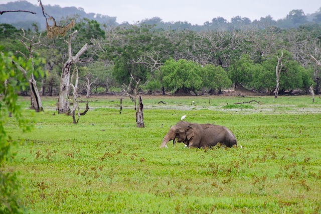 Yala National Park