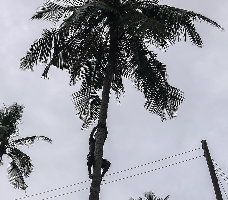 villager climbing a plam tree