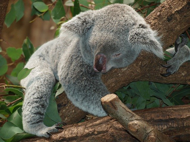 Hug a Koala