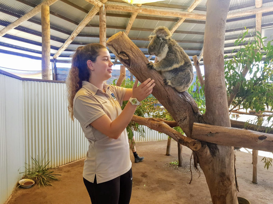 standing with a koala