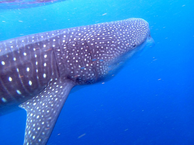 Swim with whale sharks