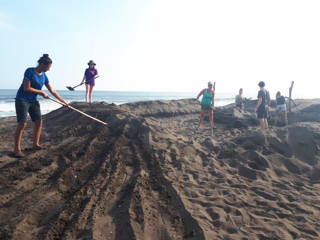 creating a turtle hatchery on beach