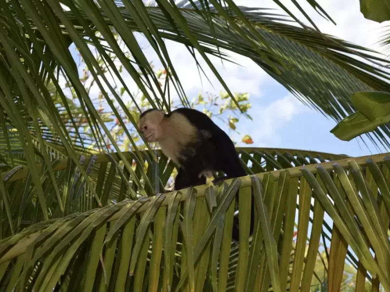 White-headed-capuchin-monkey