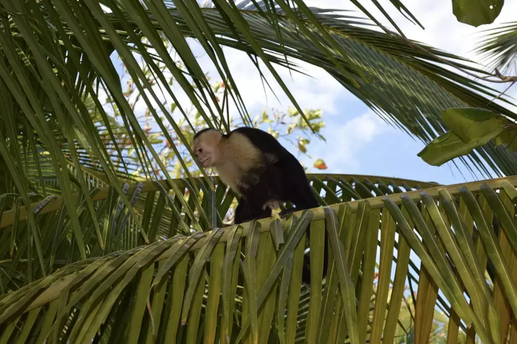 White headed capuchin monkey