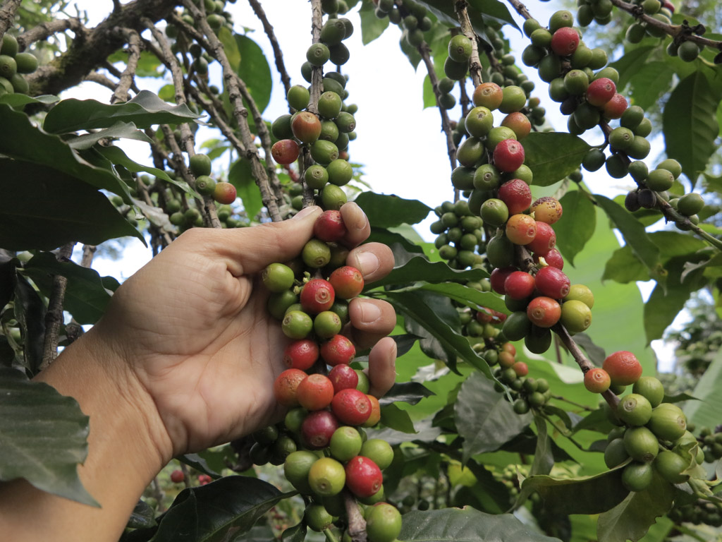 coffee on the trees