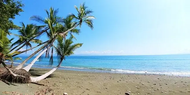 palm tree on beach