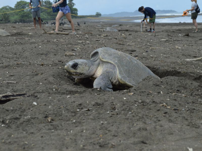 turtle popping head out of sand