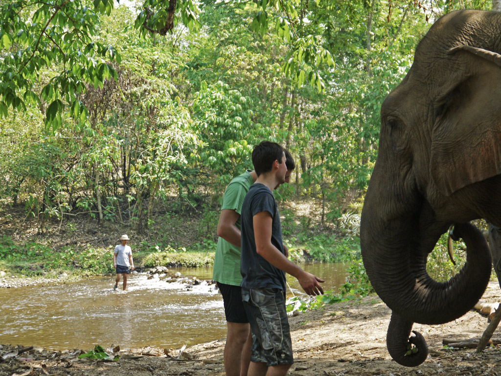 Feeding elephants