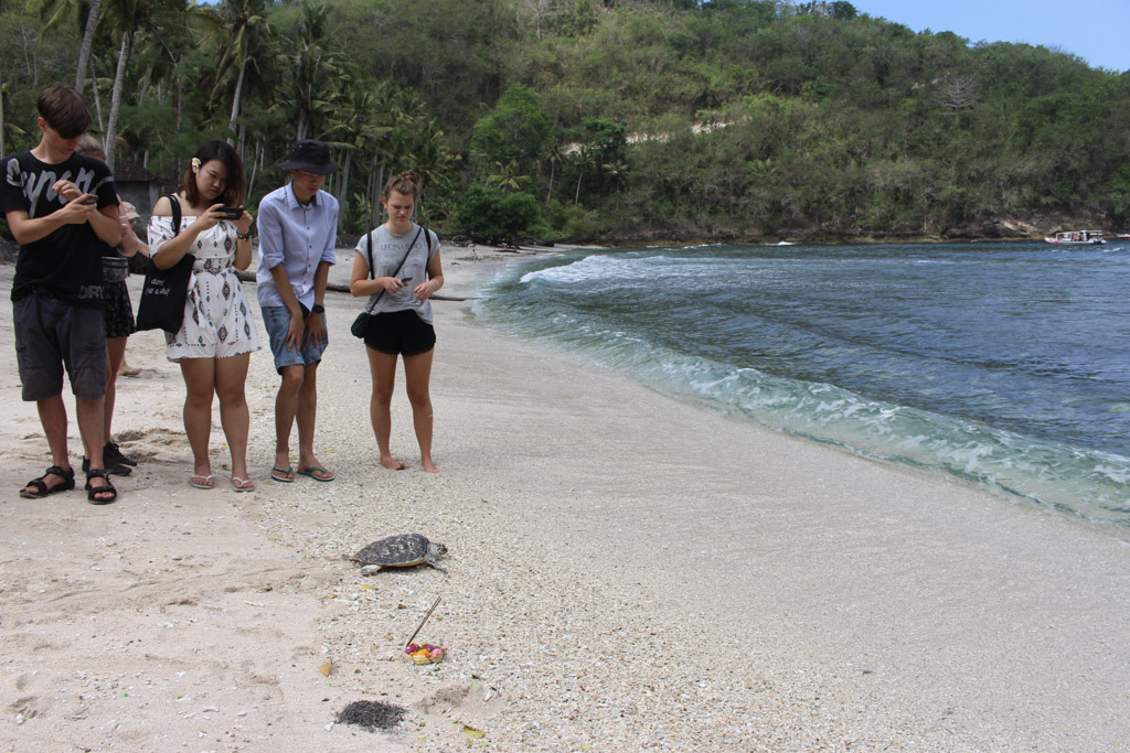 releasing turtle into sea