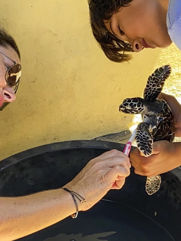 mum and son cleaning a turtle