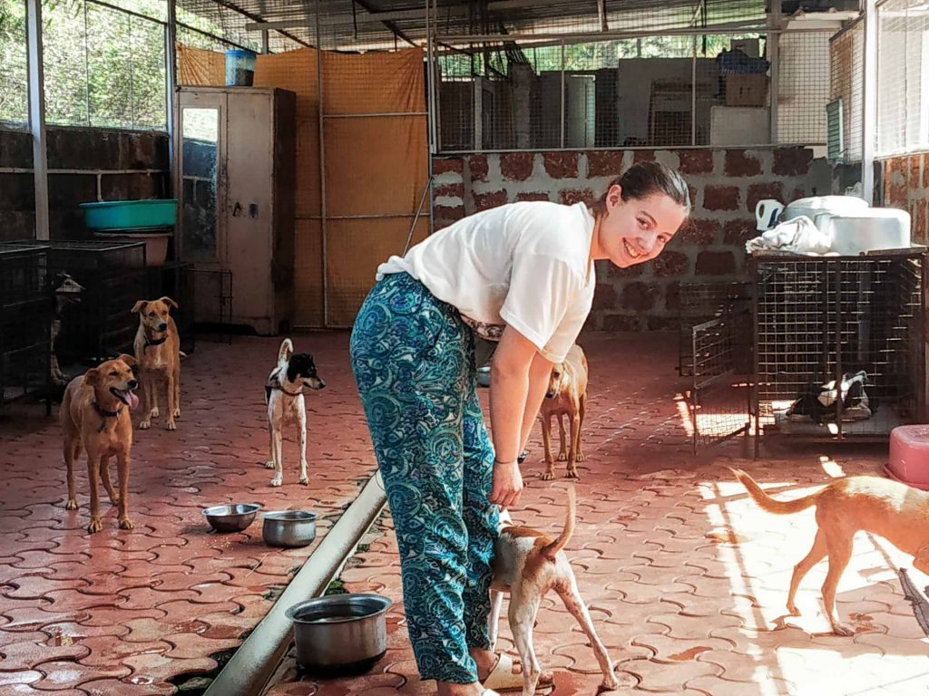 washing dogs