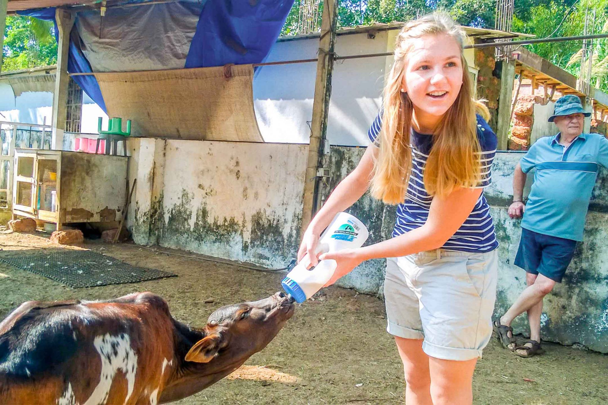 feeding cow