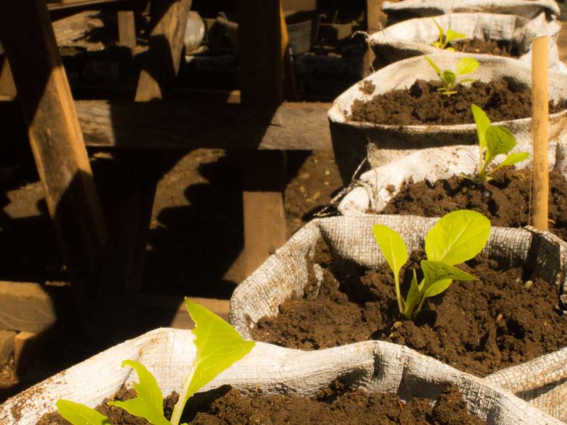 growing lettuce in urban garden-2