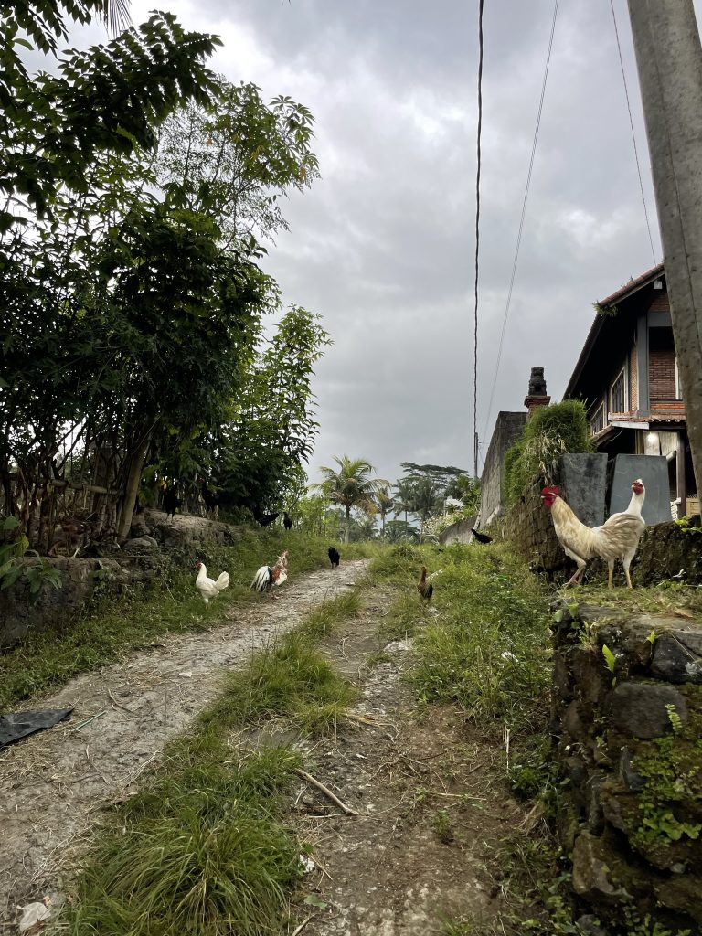 local street bali