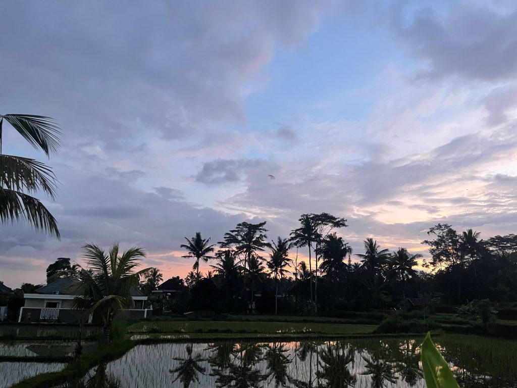 sunset with palms