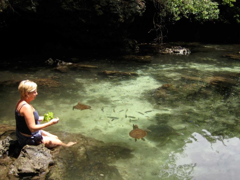 _Feeding sea turtles