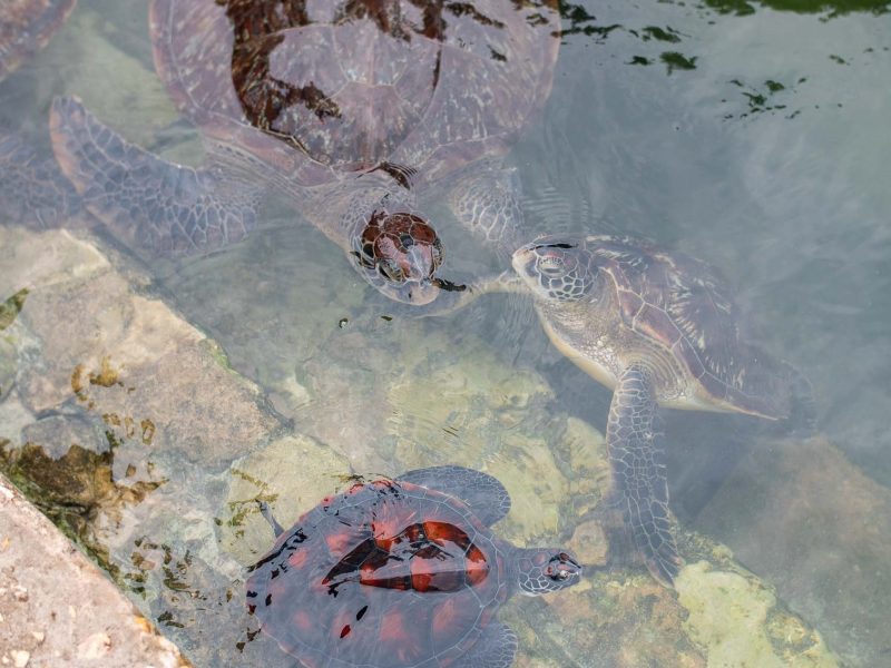 Turtles swimming